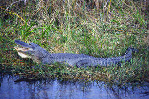 alligator3.jpg