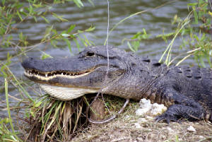 crocodile2.jpg
