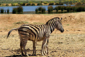 zebraandcalf.jpg